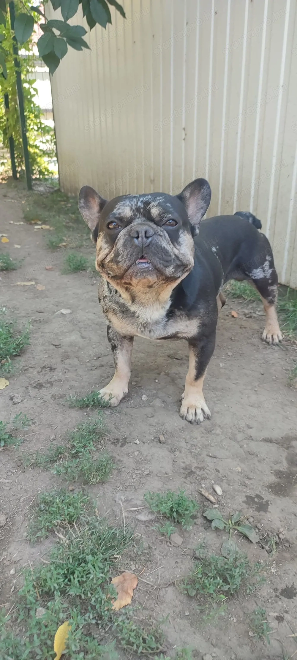 Francia bulldog kan,6 éves egészséges eladó.