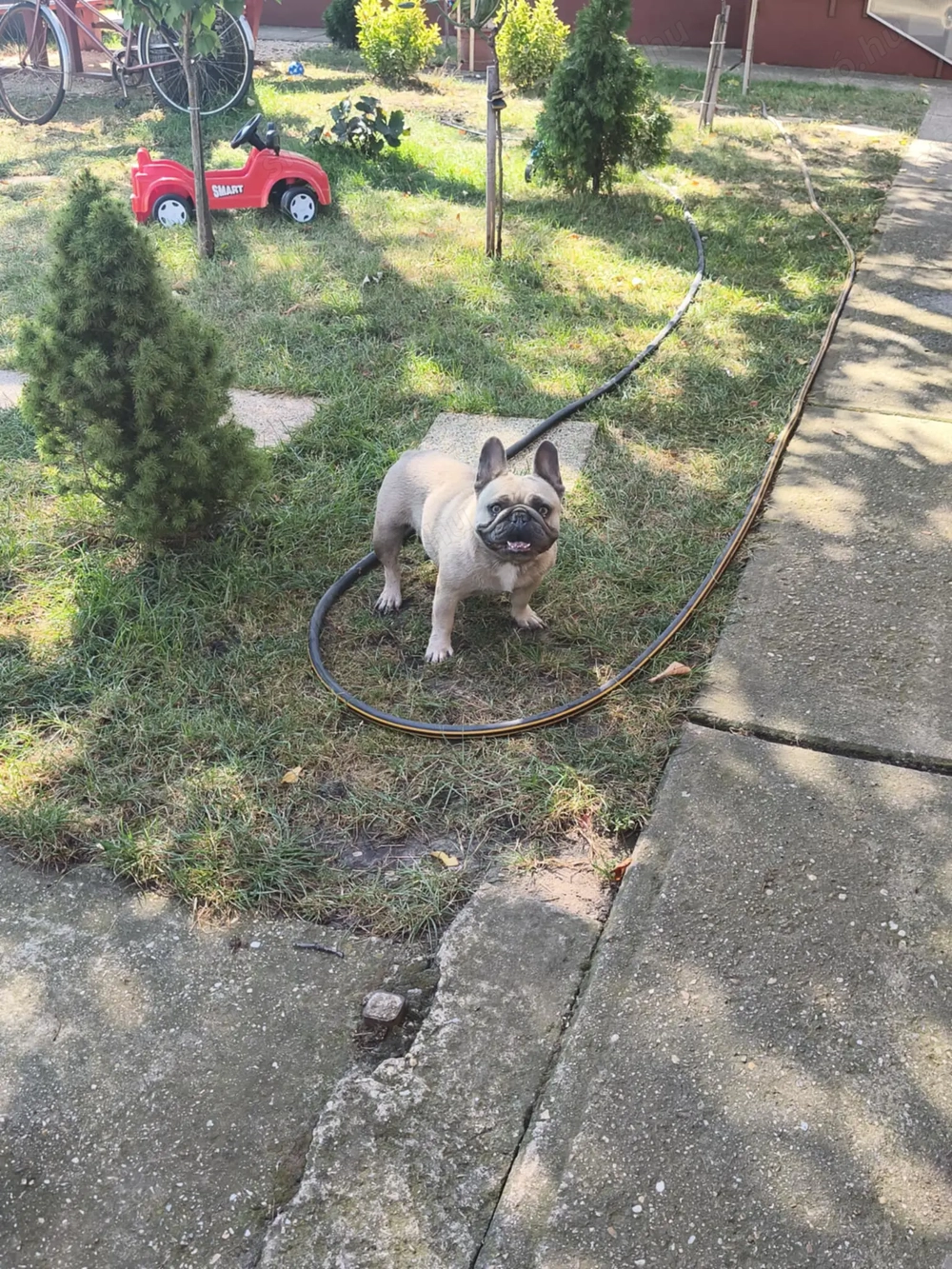Francia bulldog szuka ivartalanitott,5 éves lilac színű.