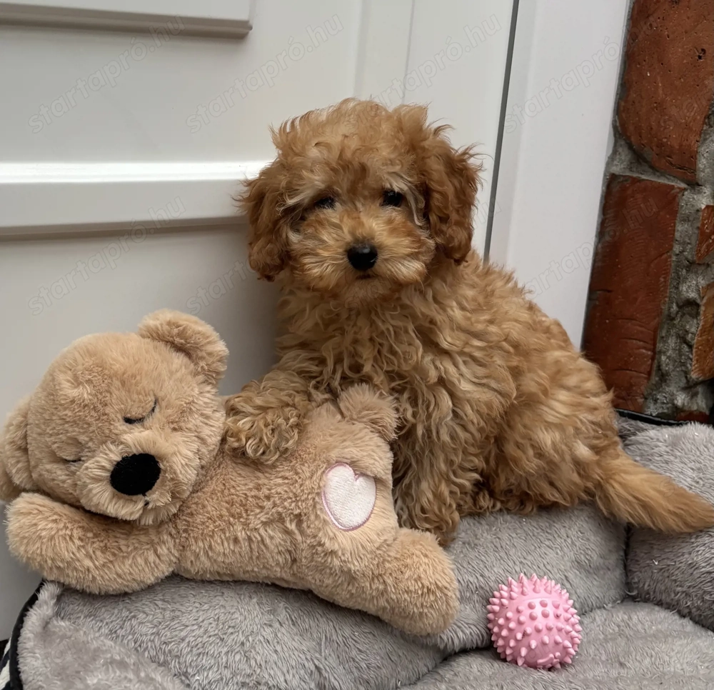 Toy-Törpe uszkár kisfiú gazdiját keresi 