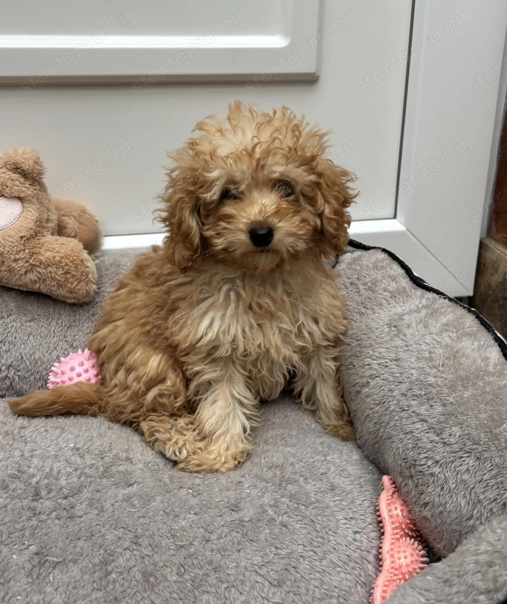 Toy-Törpe uszkár kislány gazdiját várja 