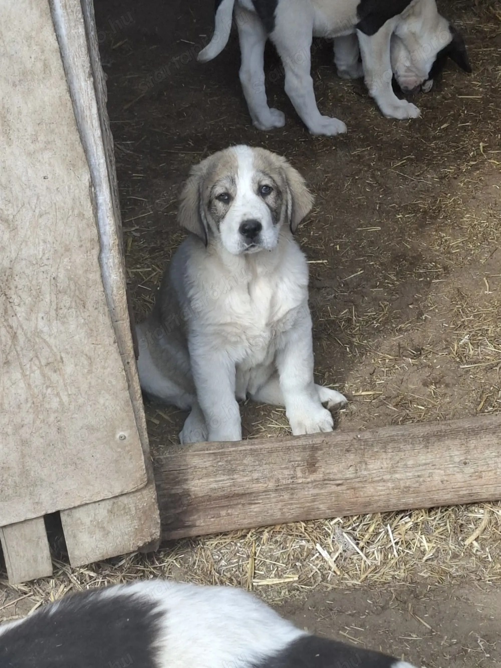 Eladó közép -ázsiai juhász kutyusok