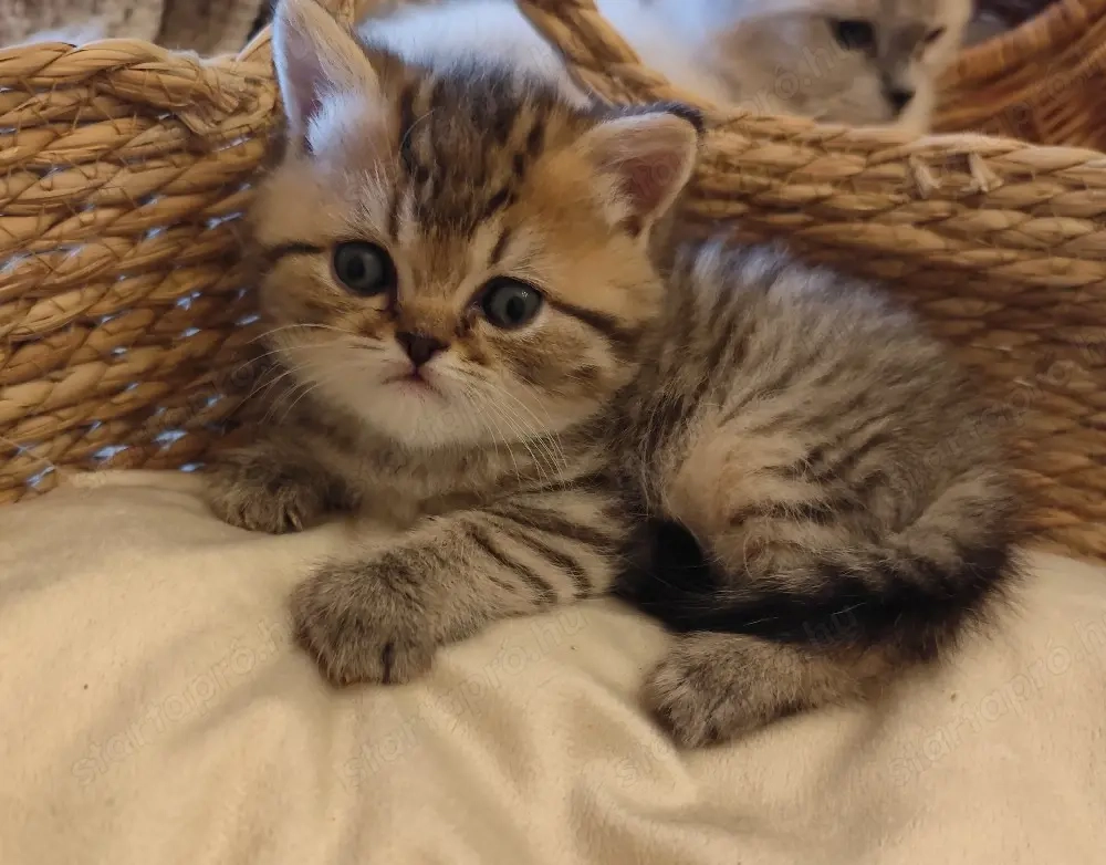 Minőségi brit fiú