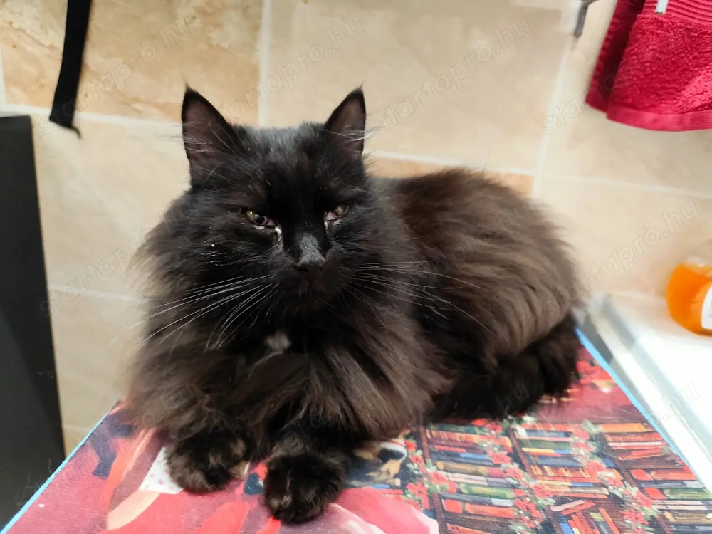 Ingyen elvihető cicák