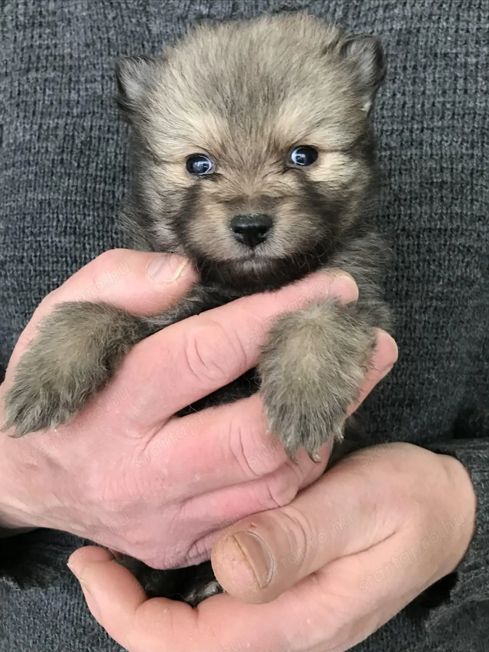 Foglalhatóak,tündéri Spicc, Spitz kiskutyák. 2 lány, 2 fiú.