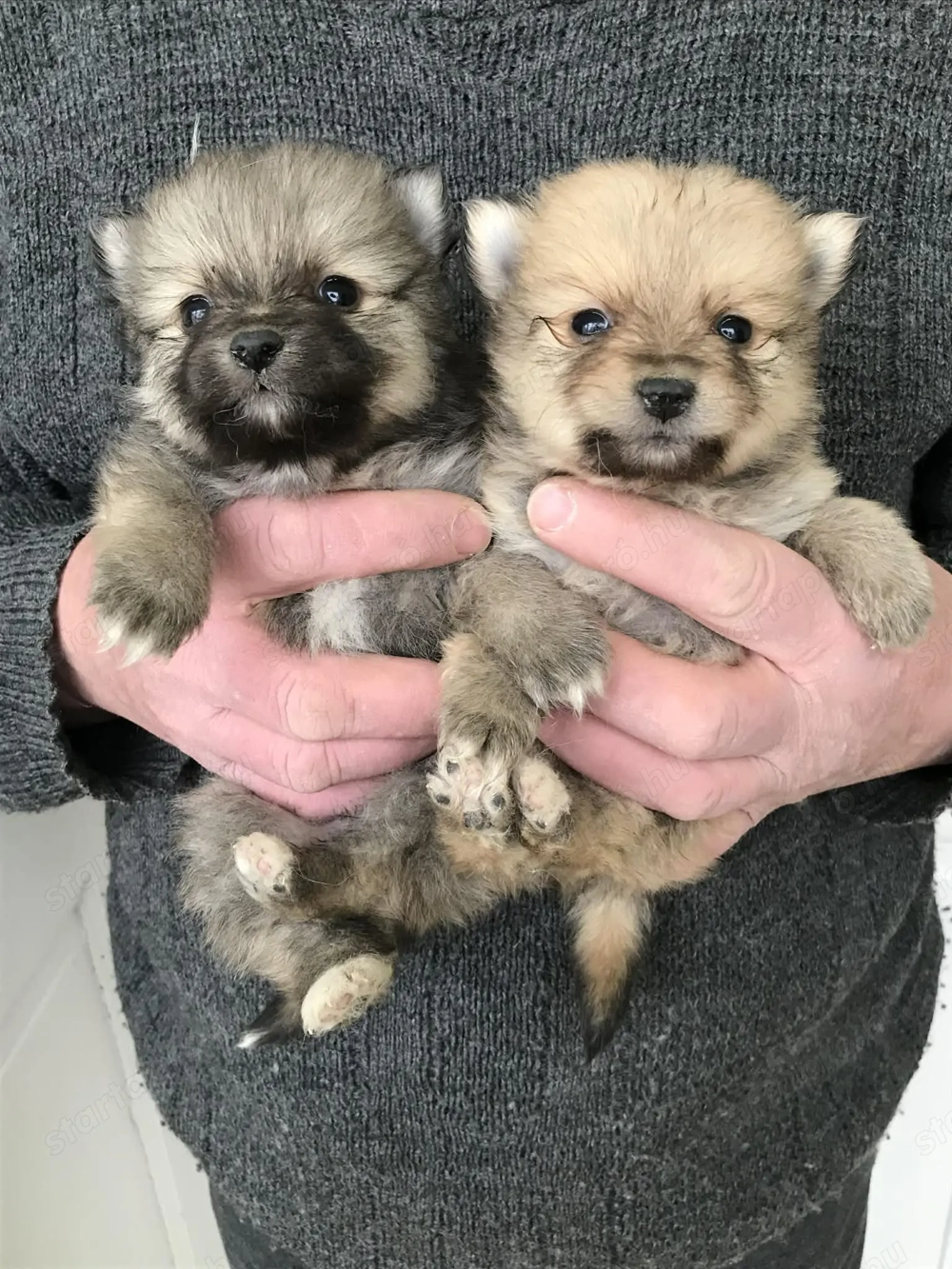 Foglalhatóak, tündéri Spicc, Spitz kiskutyák! 2 lány, és 2 fiú.