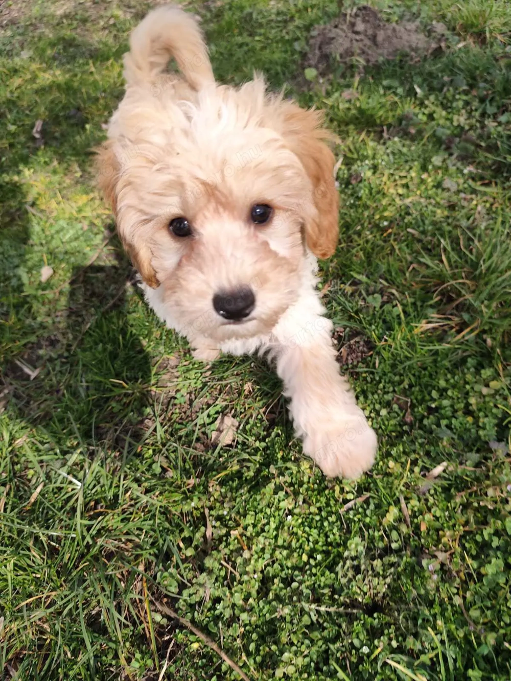 Maltipoo kölyök kan