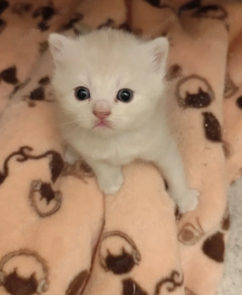 skót álló fülű fiúk