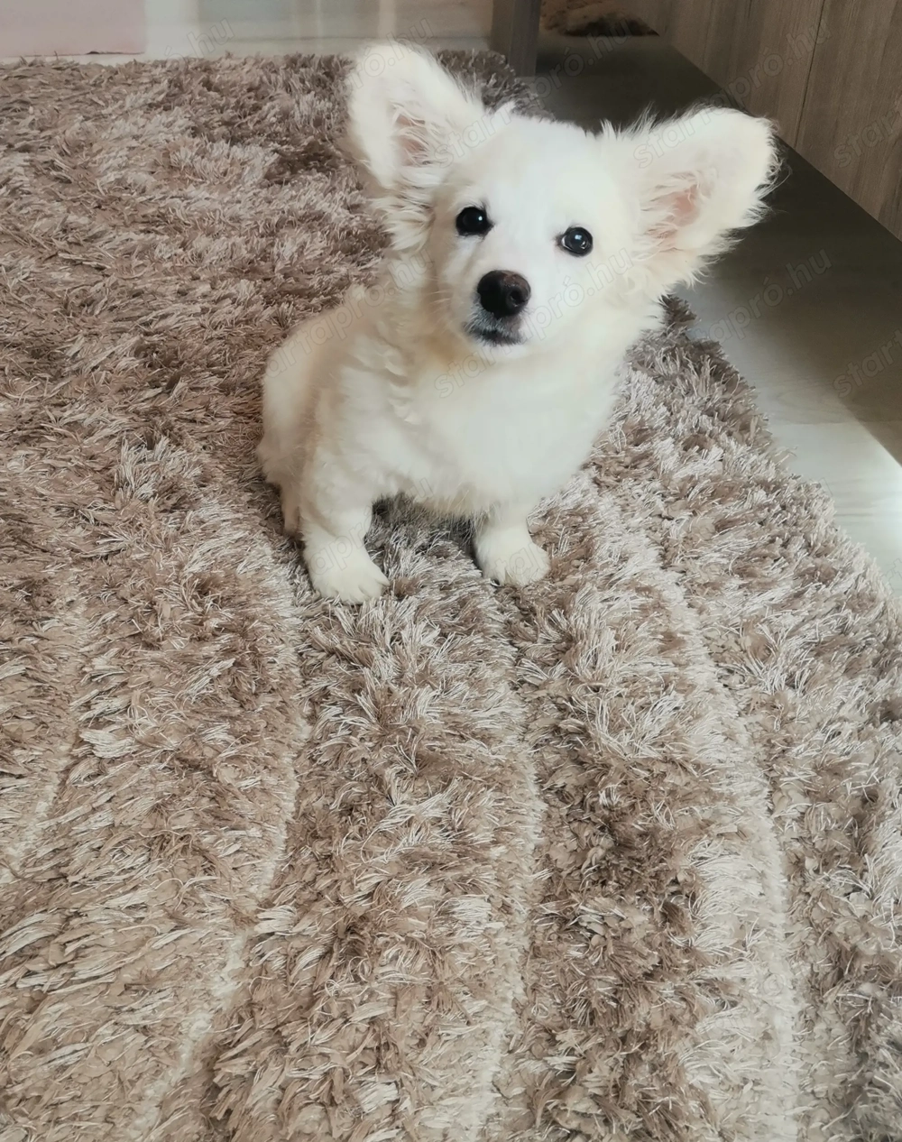 Máltai selyem kisfiú 