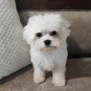 Eladó máltai selyem kislány