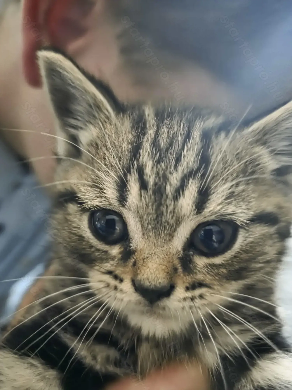 Brit rövidszörű cica