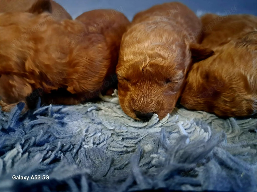 Maltipoo babák foglalhatóak!