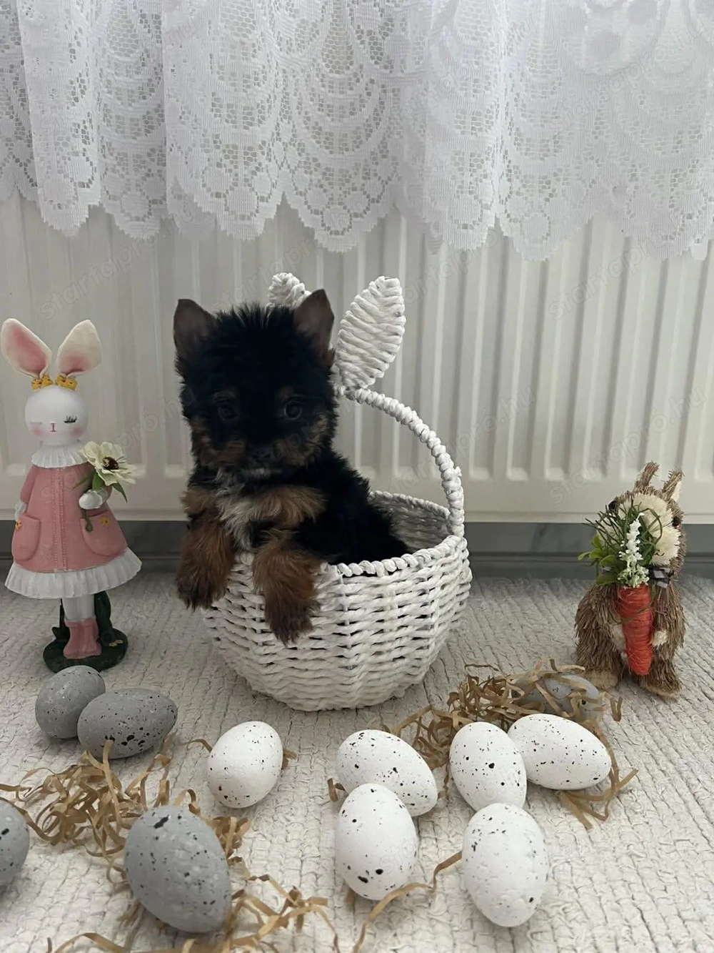 Yorkshire terrier kiskutyák