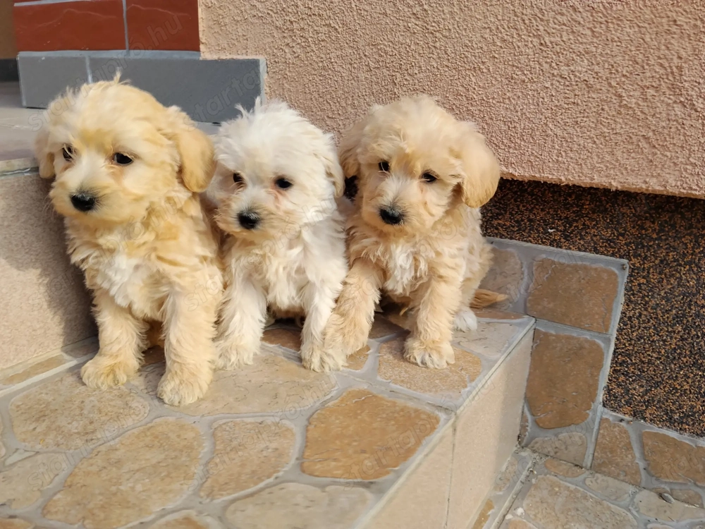 Maltipó kiskutyák gazdit keresnek!