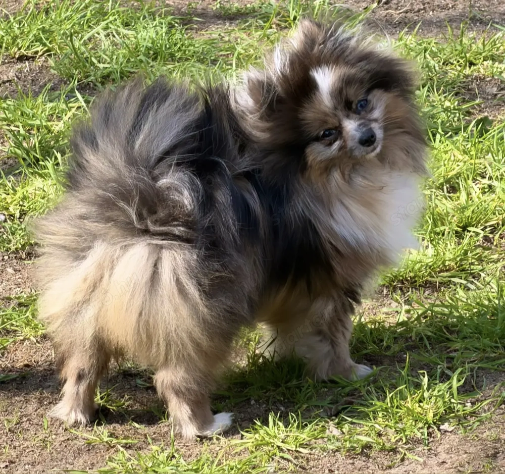 Mini méretű törpe spitz kislány