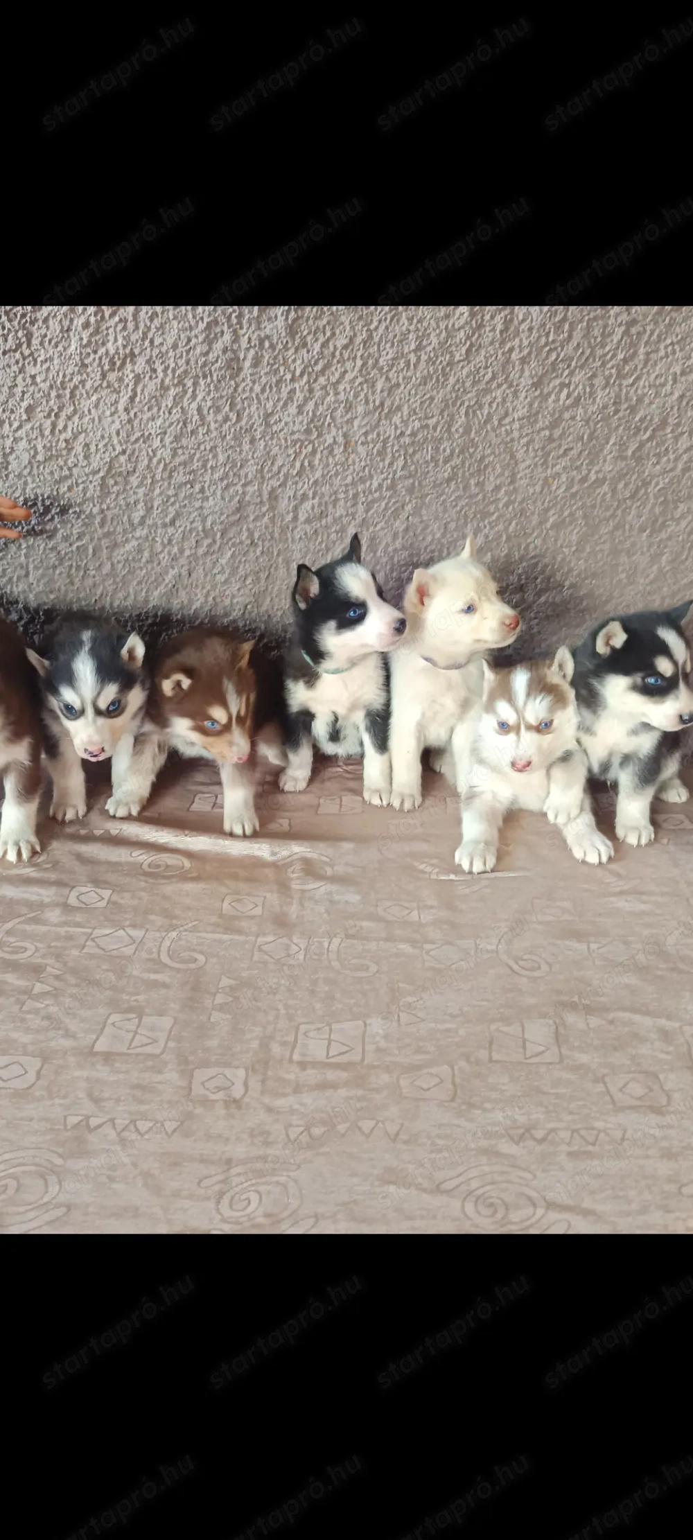 Husky kölykök eladók