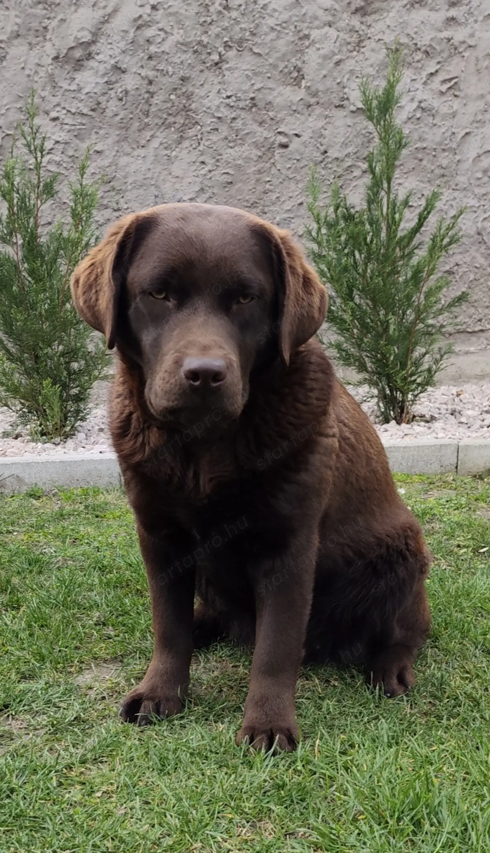 Csoki Labrador szuka