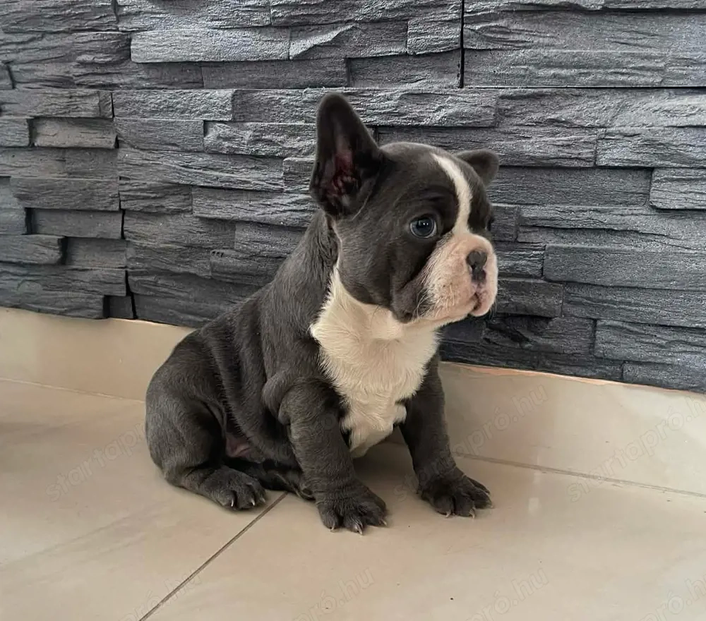 Gyönyörű Francia bulldog kiskutya