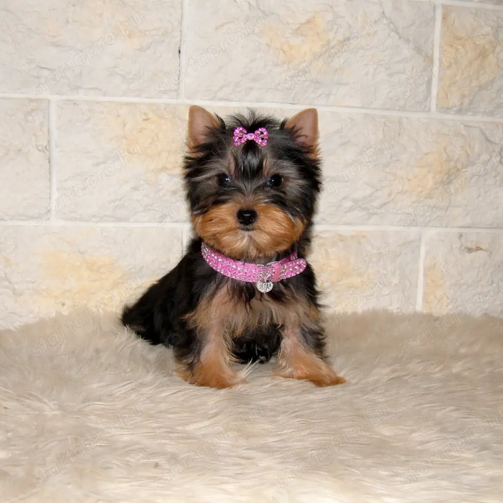 Yorkshire terrier pici méretű, minőségi babák