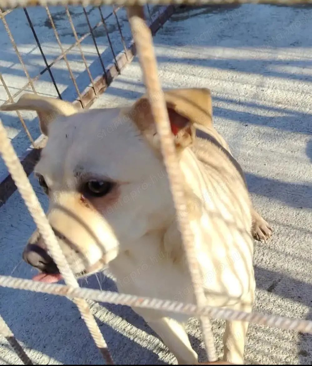 Jászladányi gyepmesteri telep gazdakeresői sos