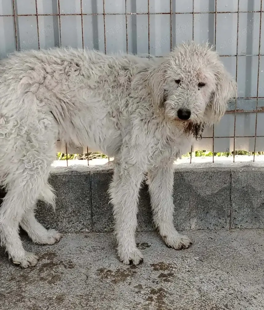 Jászladányi ebrendészeti telep gazdakeresői