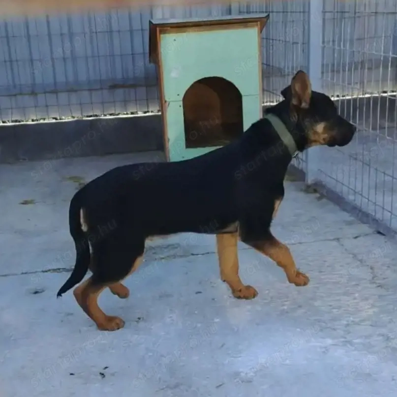 A jászladányi gyepmesteri telep gazdakeresői sos