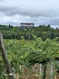 Szőlőterület
