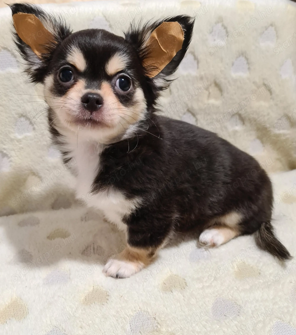 Törzskönyvezett csivava kölykök! Szultán-Sarki Haritage kennel.