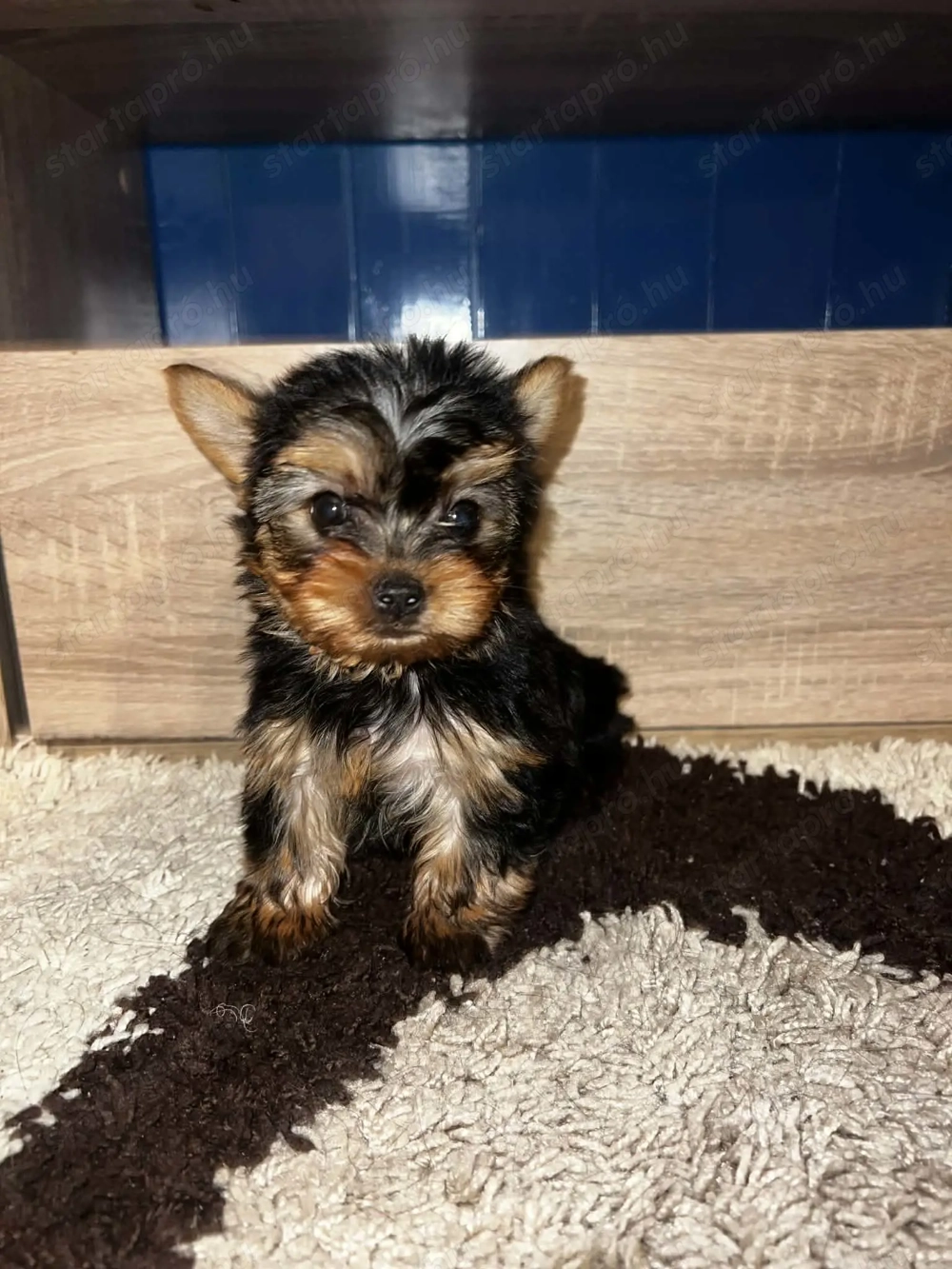 Yorkshire Terrier bébi 