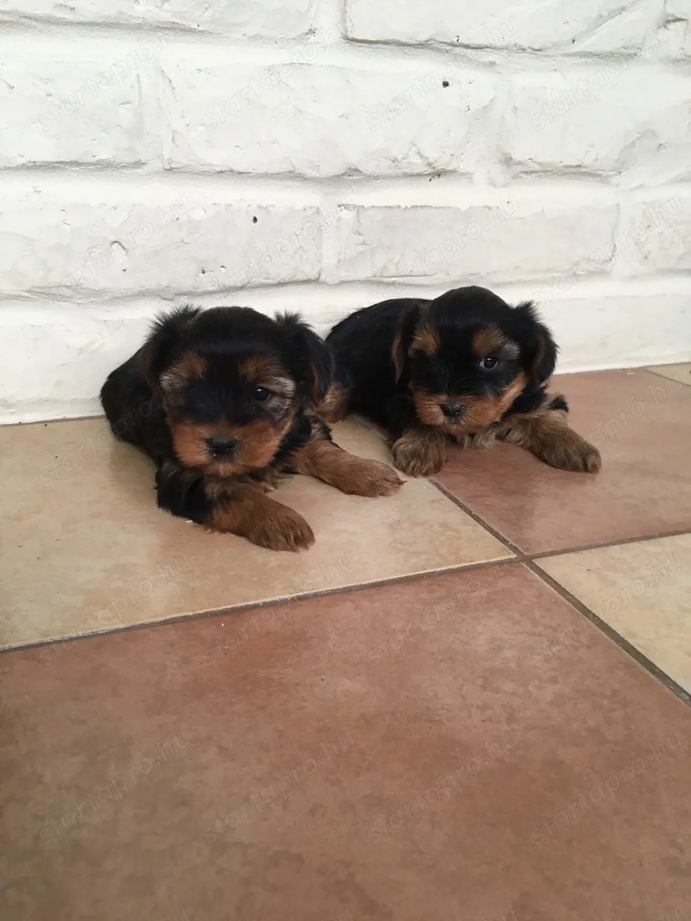 Yorkshire terrier kiskutyák