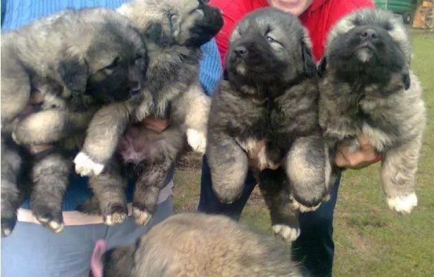 Kaukázusi juhász kölykök