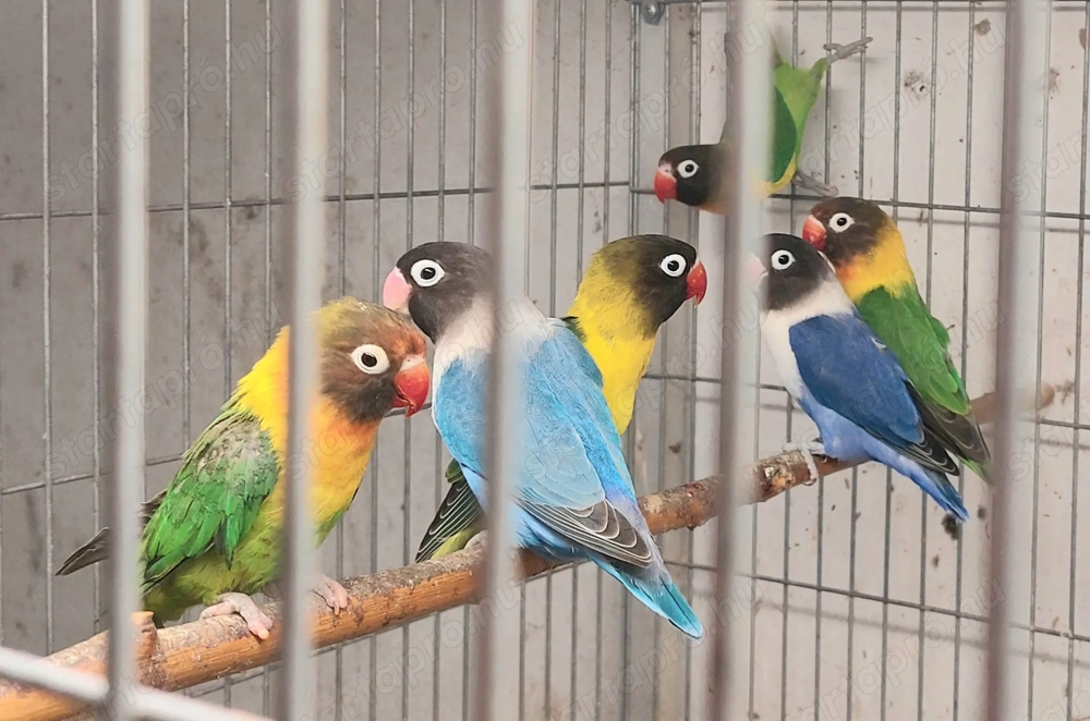 Feketefejű törpepapagályok Vácról új gazdit keresnek.