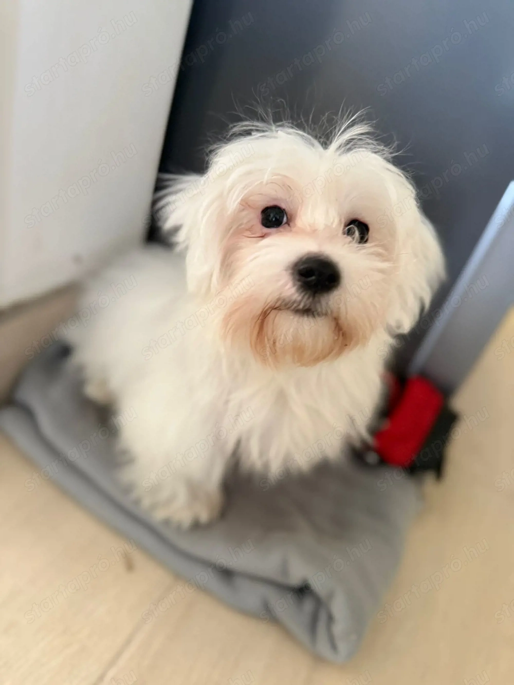 Máltai selyem fiú kiskutya