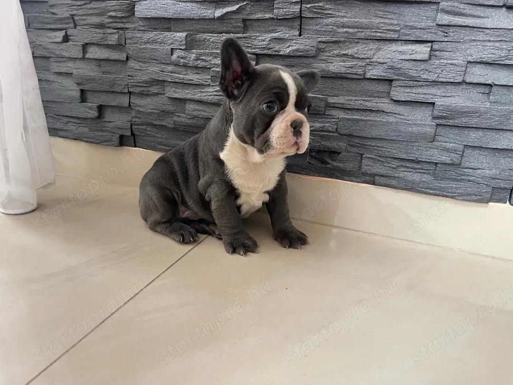 Francia bulldog kisfiú