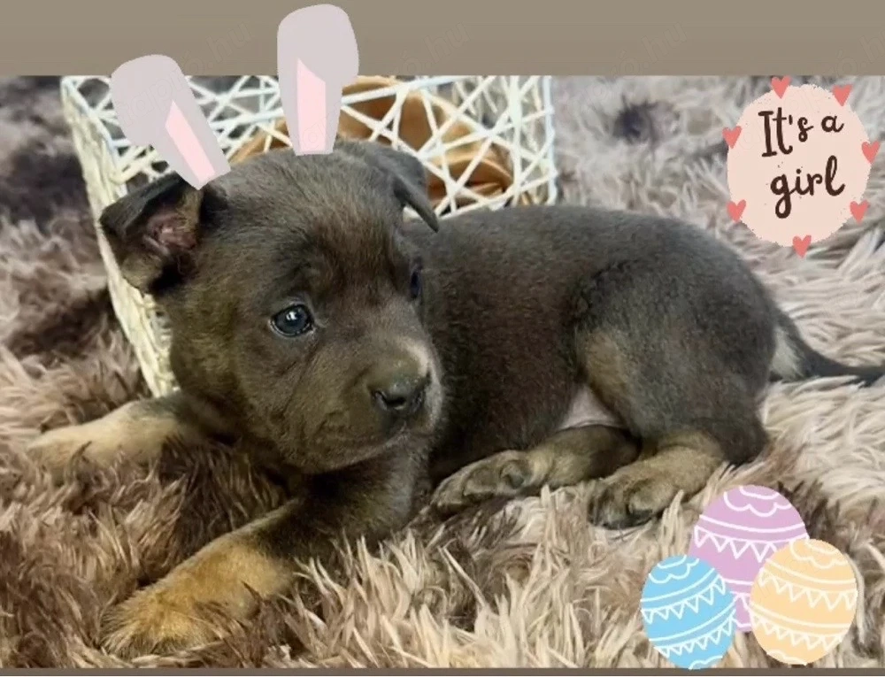 Amerikai Stafford kölykök