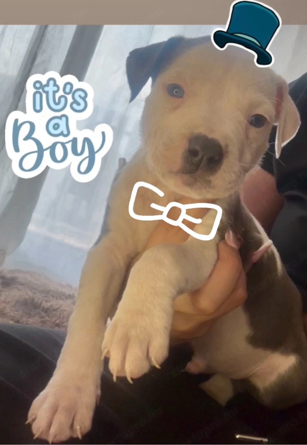 Amerikai staffordshire terrier