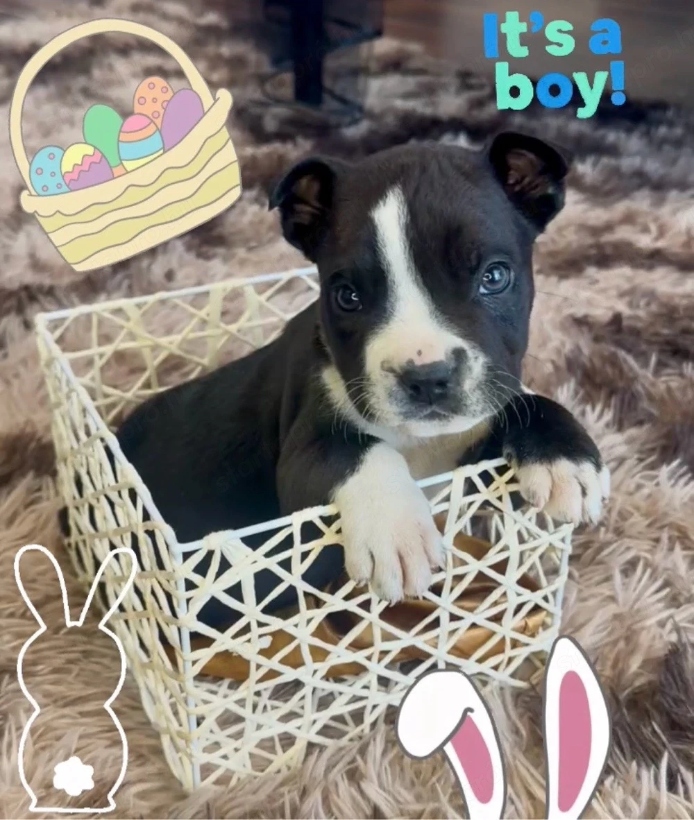 Amerikai Stafford kölykök