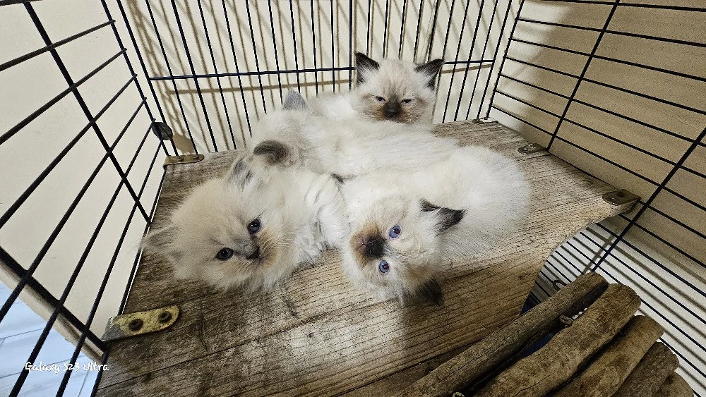 Eladó ragdoll cicák