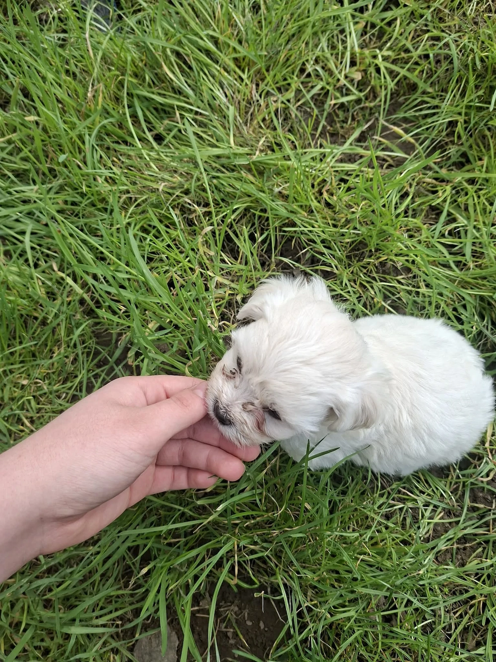 Bichon Havanese kiskutyák
