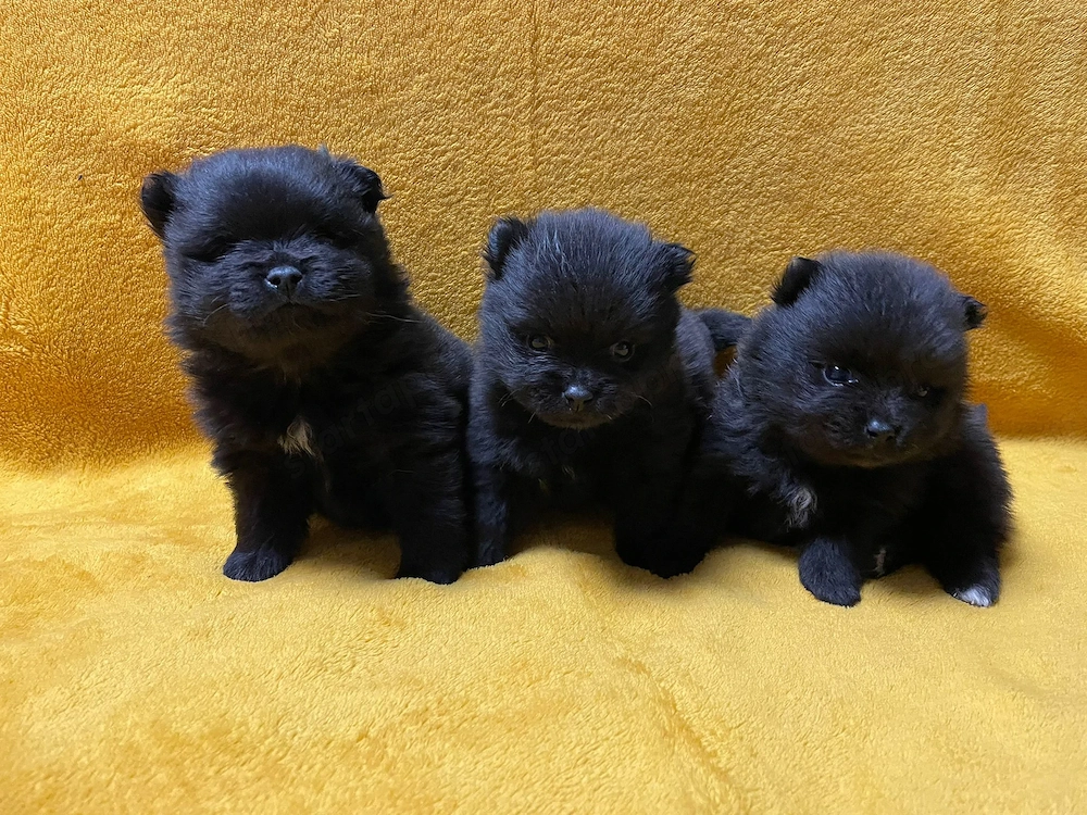 Pomerániai törpespitz