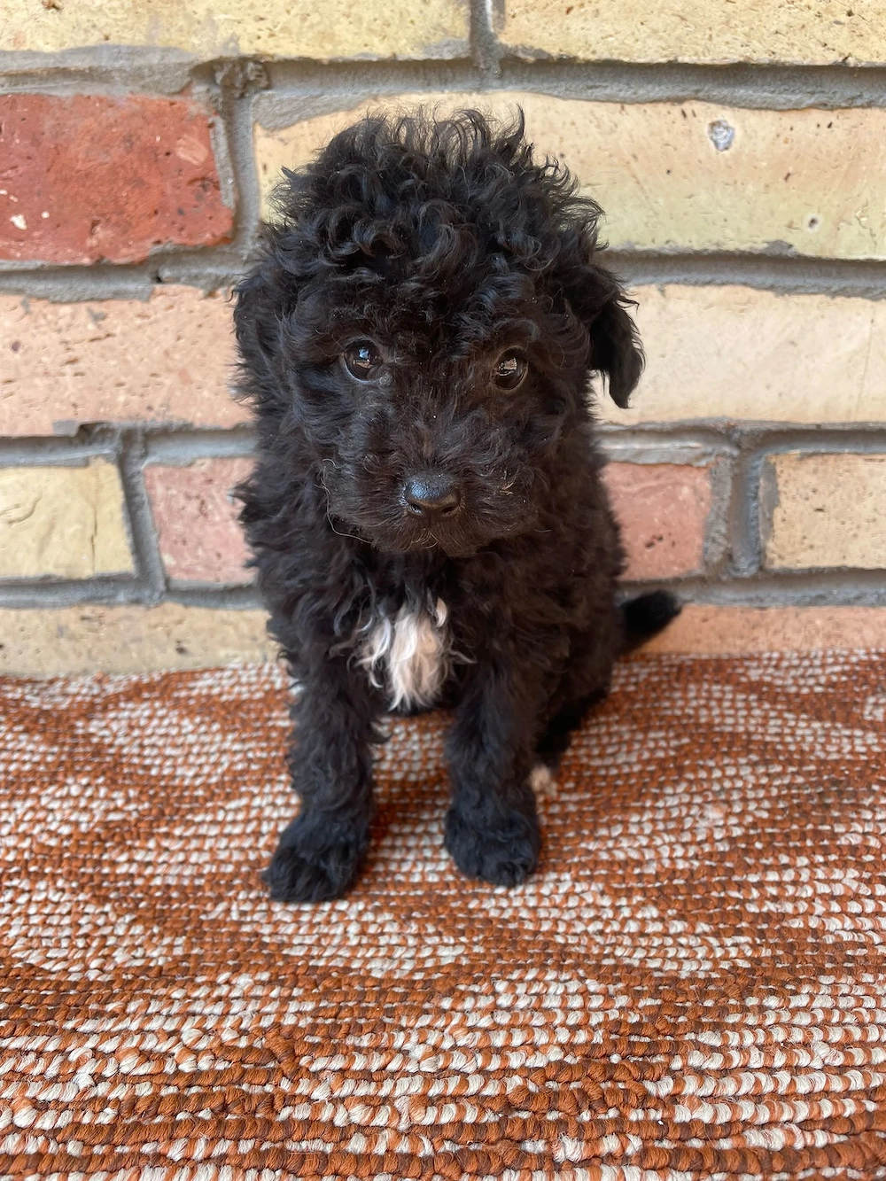 Törpe uszkár kiskutyák 