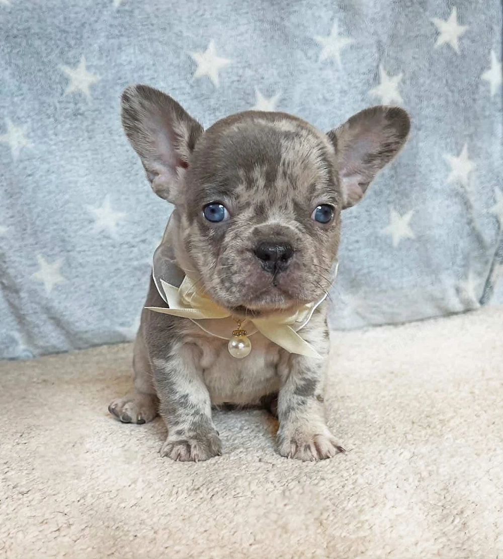 Tündéri francia bulldog merle kislány kék szemekkel