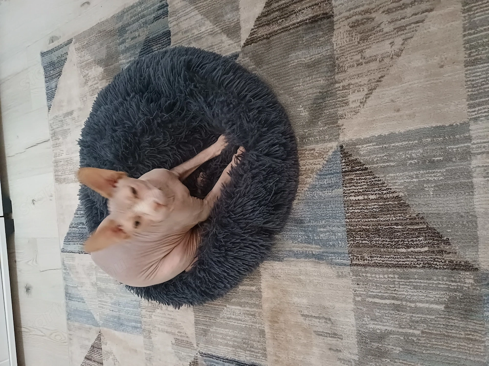 Eladó ivartalanított szfinx cica