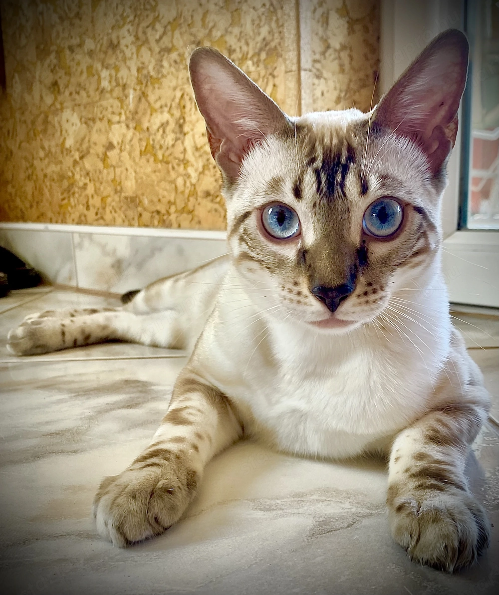 Törzskönyvezett Bengáli cicák 