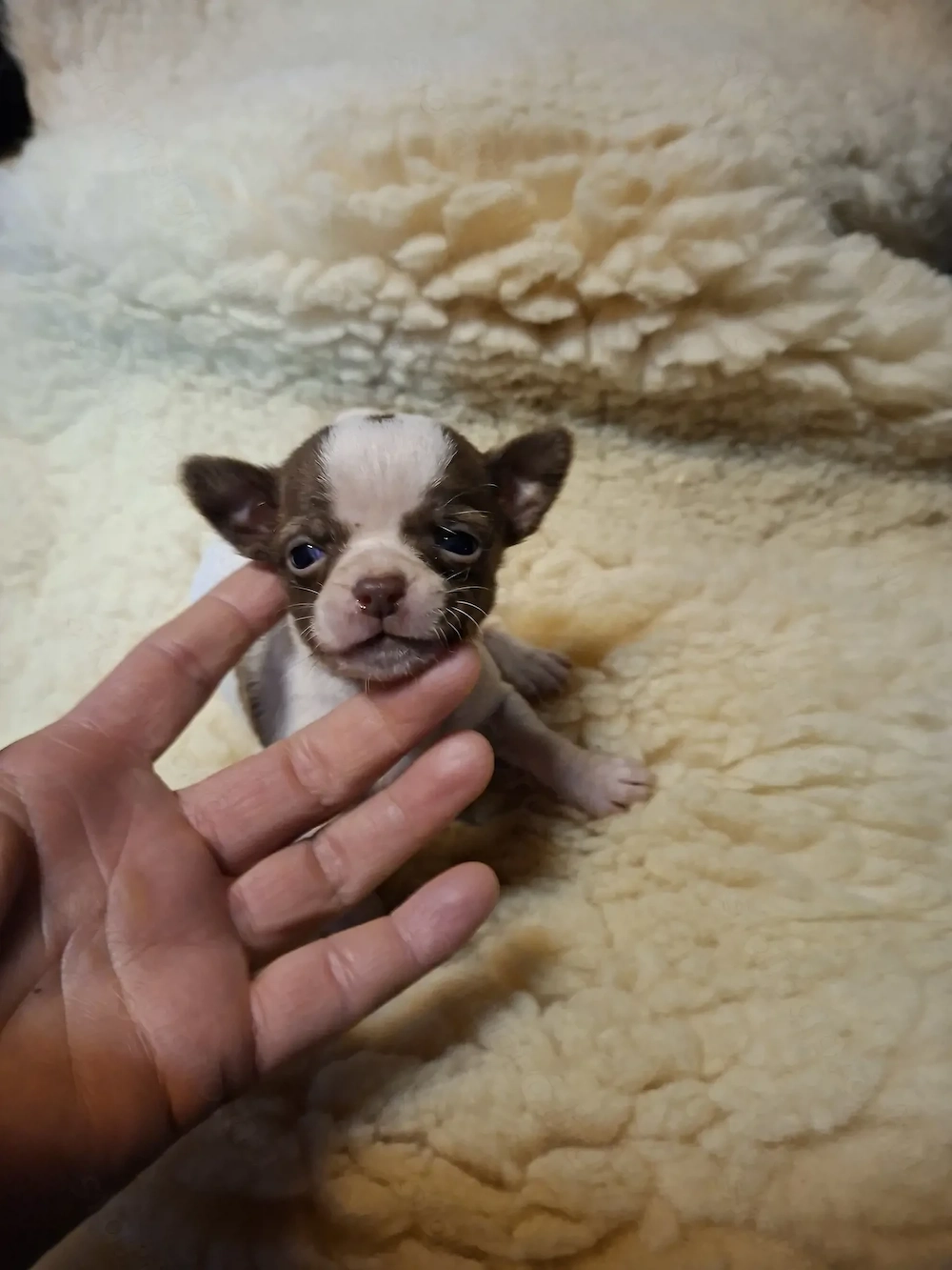 Fajtatiszta csivava babák foglalhatóak.