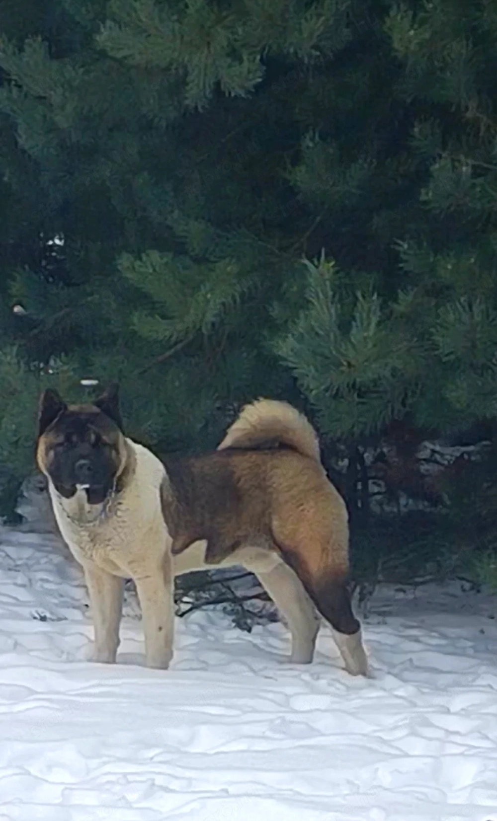 Ingyen elvihető Amerikai Akiták.