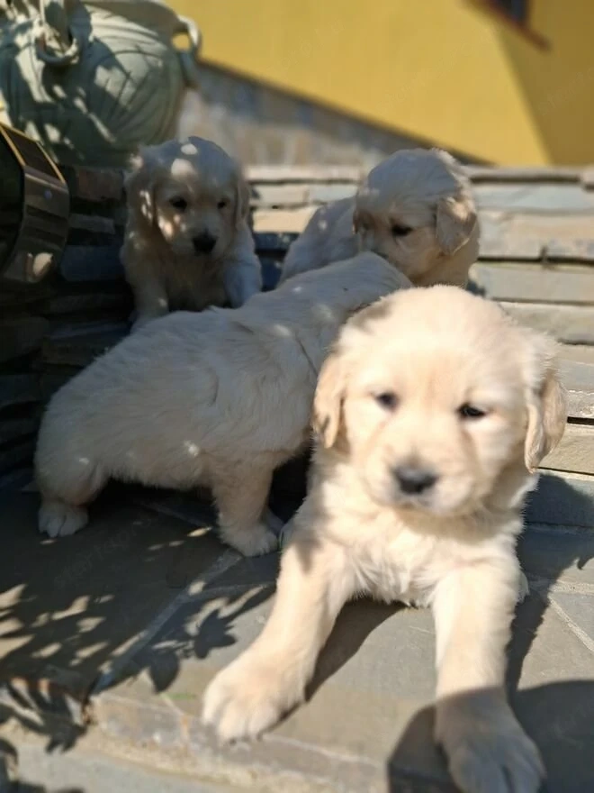 Golden retriever kiskutyák 