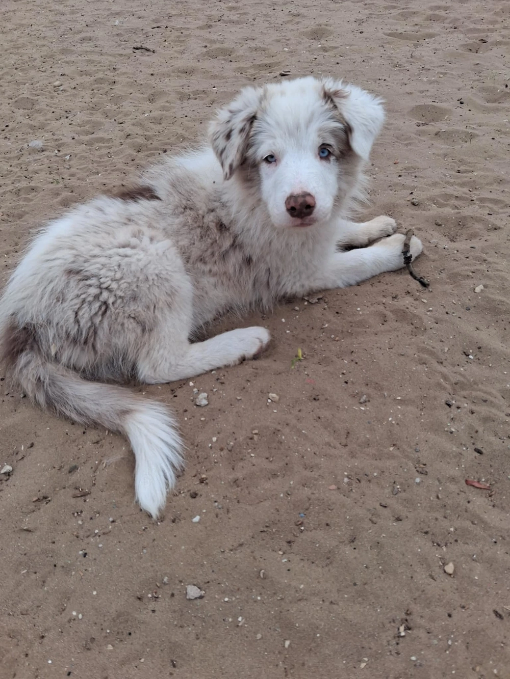 Eladó Border Collie