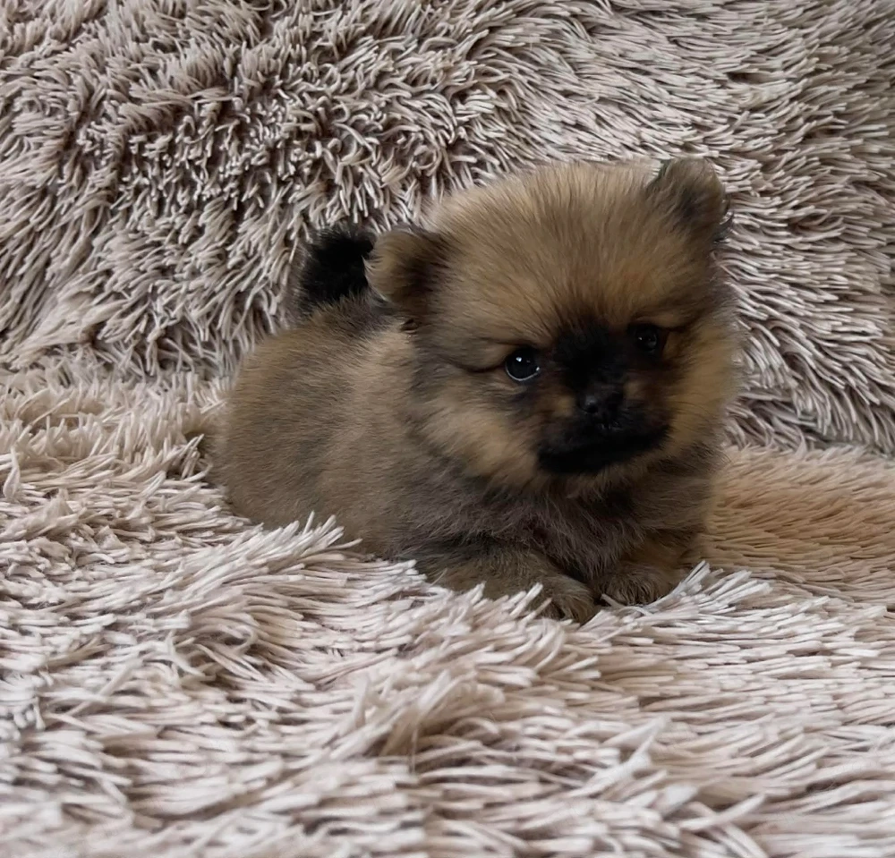 Pomerániai Törpe Spitz