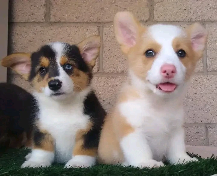 Kedves corgi kölykök