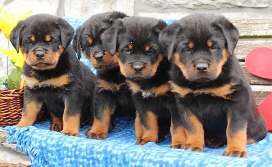 Rottweiler kölykök